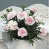Dianthus Barbatus