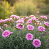 Dianthus