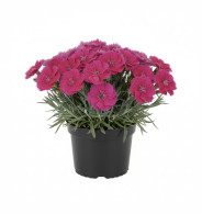 Dianthus Scent First Pink Celebration